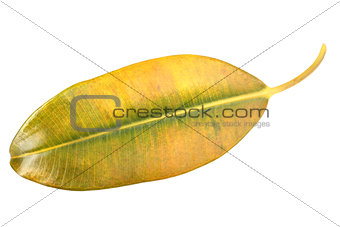 Yellow-green leaf of pipal