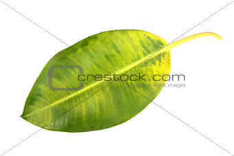Yellow-green leaf of pipal