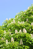 chestnut tree