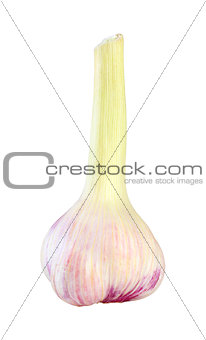 Bulb of garlic