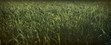 Green grass of the field. Grunge style