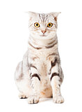 cute Cat isolated over white background. Animal portrait.