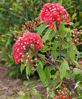 Flowers of Australian red bloodwood eucalypt Summer Red