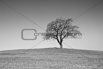 Single black and white tree