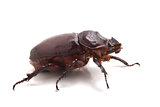 bib beetle