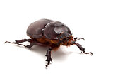 bib beetle