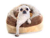 chihuahua in dog bed