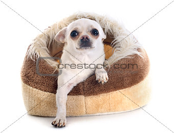 chihuahua in dog bed
