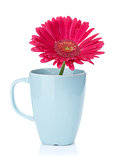 Purple gerbera flower in tea cup