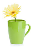 Yellow gerbera flower in tea cup