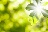 Abstract summer light with green leaves