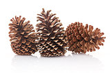 Dry pine cones on white background