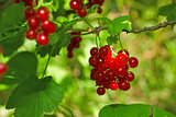 Juicy ripe red currant