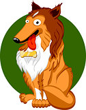 Shetland sheepdog