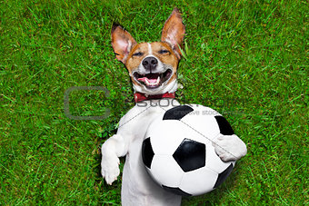funny soccer dog