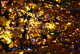 Background chestnut yellow foliage