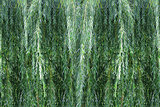 Background willow bush