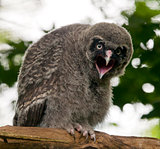 Young great grey owl