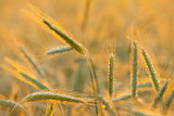 Barley Field.
