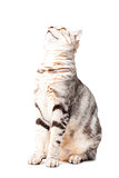 cute Cat looking upward isolated over white background