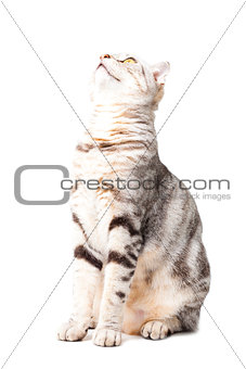 cute Cat looking upward isolated over white background