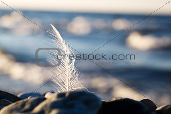 Seagull feather stuck in a rock at the seaside