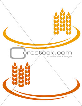 wheat ears with decorative line