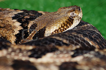 Banded Rattlesnake