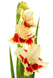 Beautiful fresh gladiolus isolated