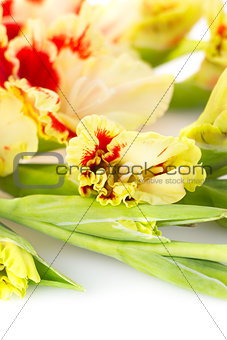 Red and yellow bright gladiolus \ vertical