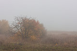 Morning autumn landscape meadows forests in the fog