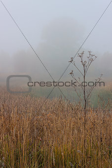 Morning autumn landscape meadows forests in the fog