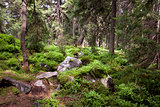 Old forest in the mountain -   stones, moss and pine trees.