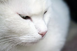 Close-up of shorthair white cat