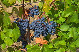 Ripe clusters of dark blue grapes.