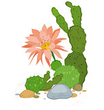 Hand drawn cactus blooms