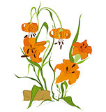 Tiger lily flower