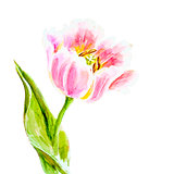 Pink tulips, watercolor painting.