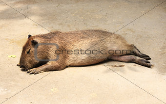 Sleeping capybara