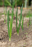 close-up of the onion plantation 