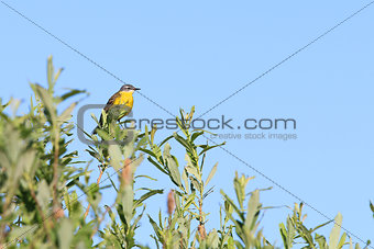 Yellow Wagtail, [Motacilla flava] 