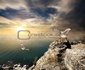 Seagulls and sunset