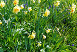 Yellow narcissus (spring background)