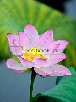 The beautiful  lotus