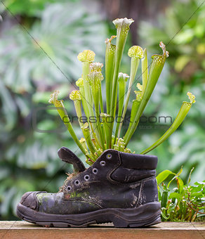 Pitcher plants in an old shoe