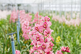 Purple butterfly orchids are cultivated in a commercial greenhouse