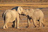 African elephants fighting