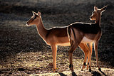 Backlit impala antelopes