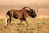 Black wildebeest