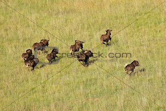 Black wildebeest running